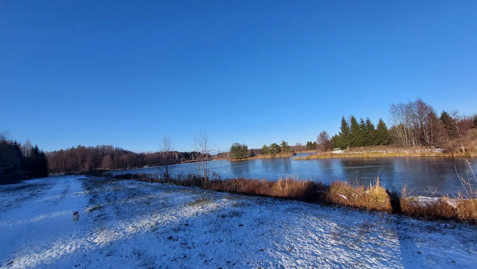 Krajobraz w formacie poziomym przedstawia malownicze jezioro otoczone lasem w słoneczny, zimowy dzień. Pierwszy plan zajmuje ośnieżona polana, na której widać małego psa idącego w stronę tafli wody. Brzeg jeziora porośnięty jest wyschniętymi trawami i trzcinami, które nabierają złotego odcienia w świetle słońca. W tle rozciąga się mieszany las z dominacją iglastych świerków oraz bezlistnych drzew liściastych, odbijających się w zamarzniętej powierzchni wody. Całość dopełnia bezchmurne, intensywnie niebieskie niebo, które zajmuje niemal połowę kadru, podkreślając spokój i przestrzeń naturalnego krajobrazu.