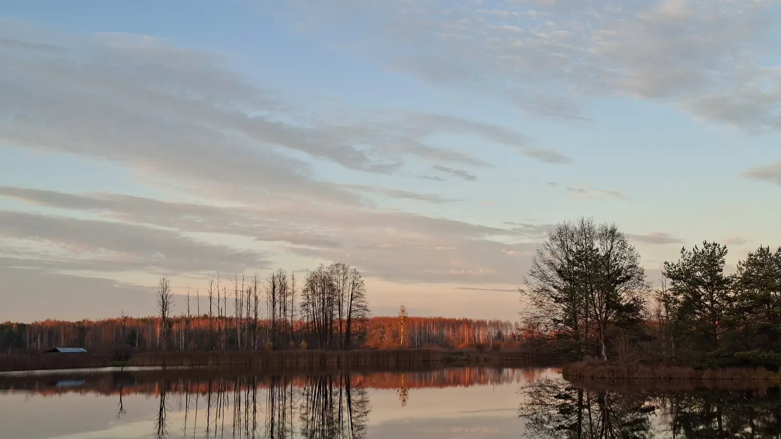 Krajobraz przedstawiający spokojne jezioro w jesiennym świetle, ujęty w horyzontalnym formacie o proporcjach boków 16:9. W centrum kadru rozciąga się linia brzegowa z pasem wysokich traw oraz kępą drzew, które wyraźnie odbijają się w lustrzanej tafli wody. Po prawej stronie dominują gęstsze, wyższe drzewa, natomiast w tle widać linię lasu rozświetloną ciepłymi promieniami zachodzącego słońca. Niebo jest wypełnione delikatnymi, rozciągniętymi chmurami o odcieniach błękitu i różu, które nadają scenie melancholijny, wieczorny nastrój. Cała kompozycja charakteryzuje się dużą symetrią pomiędzy niebem a jego odbiciem w wodzie, co tworzy harmonijną i wyciszającą atmosferę.