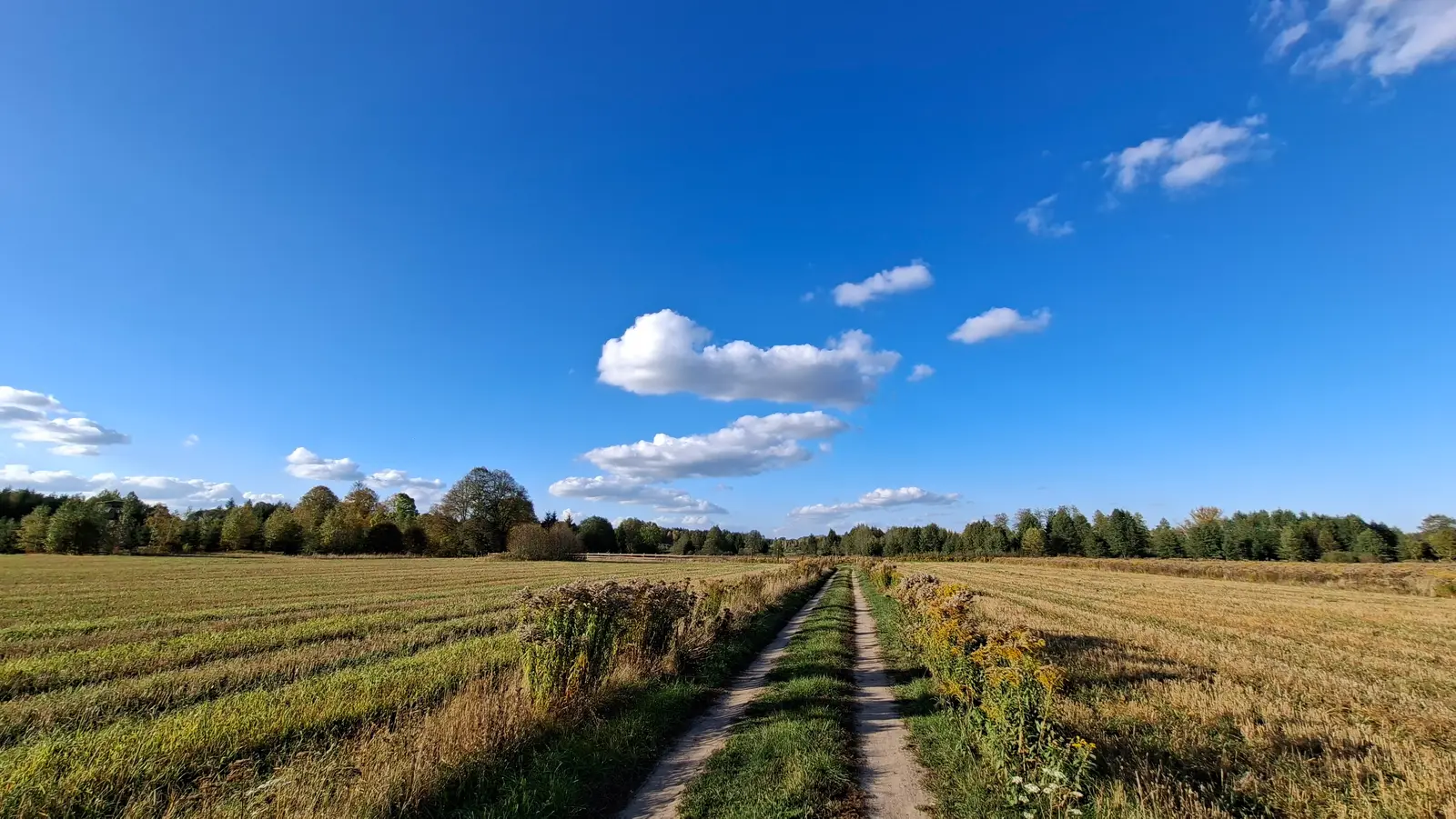 Zdjęcie przedstawia panoramiczny krajobraz polnej drogi prowadzącej przez ściernisko, uchwycony w proporcjach szerokoekranowych 16:9. W centrum kadru biegnie dwutorowa, piaszczysta droga, która znika w oddali, w kierunku linii lasu widocznej na horyzoncie. Po obu stronach drogi rozciągają się pola o złotawym odcieniu zarośnięte miejscami jesiennymi roślinami, takimi jak nawłoć. Niebo zajmuje znaczną część kompozycji, prezentując głęboki błękit z rzadko rozproszonymi, białymi chmurami typu cumulus. Oświetlenie sugeruje słoneczny, jesienny dzień, tworząc wysoki kontrast między jasnym niebem a ciepłymi tonami ziemi. Cała scena emanuje spokojem i przestrzenią, typową dla otwartego krajobrazu wiejskiego.