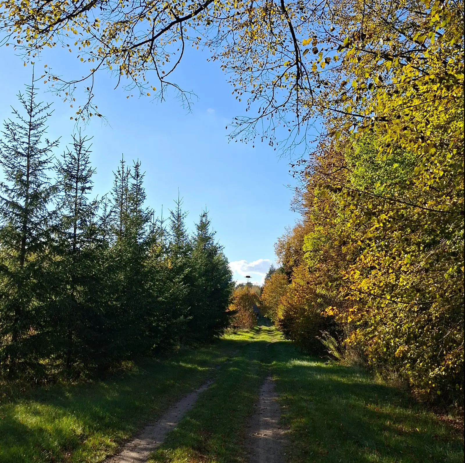 Zdjęcie przedstawia malowniczą, wiejską drogę gruntową prowadzącą w głąb lasu w słoneczny, jesienny dzień. Kompozycja obrazu jest pionowa, o proporcjach boków bliskich kwadratowi, gdzie w górnej części kadru gałęzie drzew tworzą naturalną ramę dla błękitnego nieba. Po lewej stronie widać rząd młodych, zielonych świerków, natomiast po prawej stronie ścieżkę otaczają drzewa liściaste o złotych i żółtych odcieniach jesieni. W oddali, na końcu drogi, widoczny jest słup z bocianim gniazdem na szczycie oraz lekko zarysowany fragment zabudowań. Całość utrzymana jest w jasnej, ciepłej tonacji, podkreślającej naturalne piękno krajobrazu w okresie przejścia między latem a jesienią.